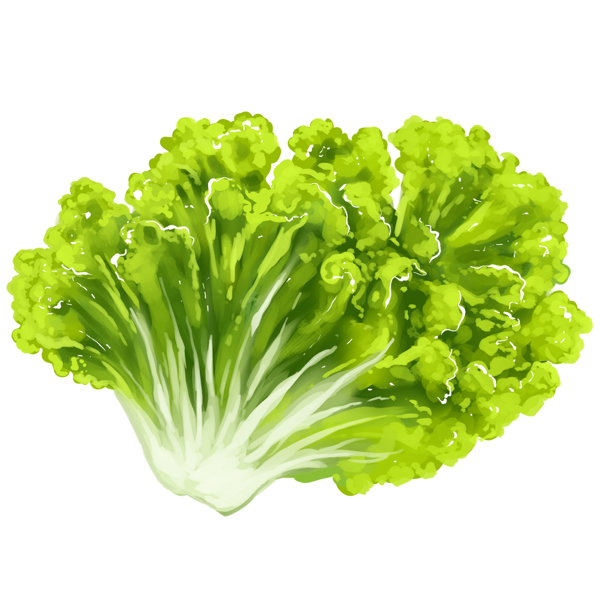 Lettuce