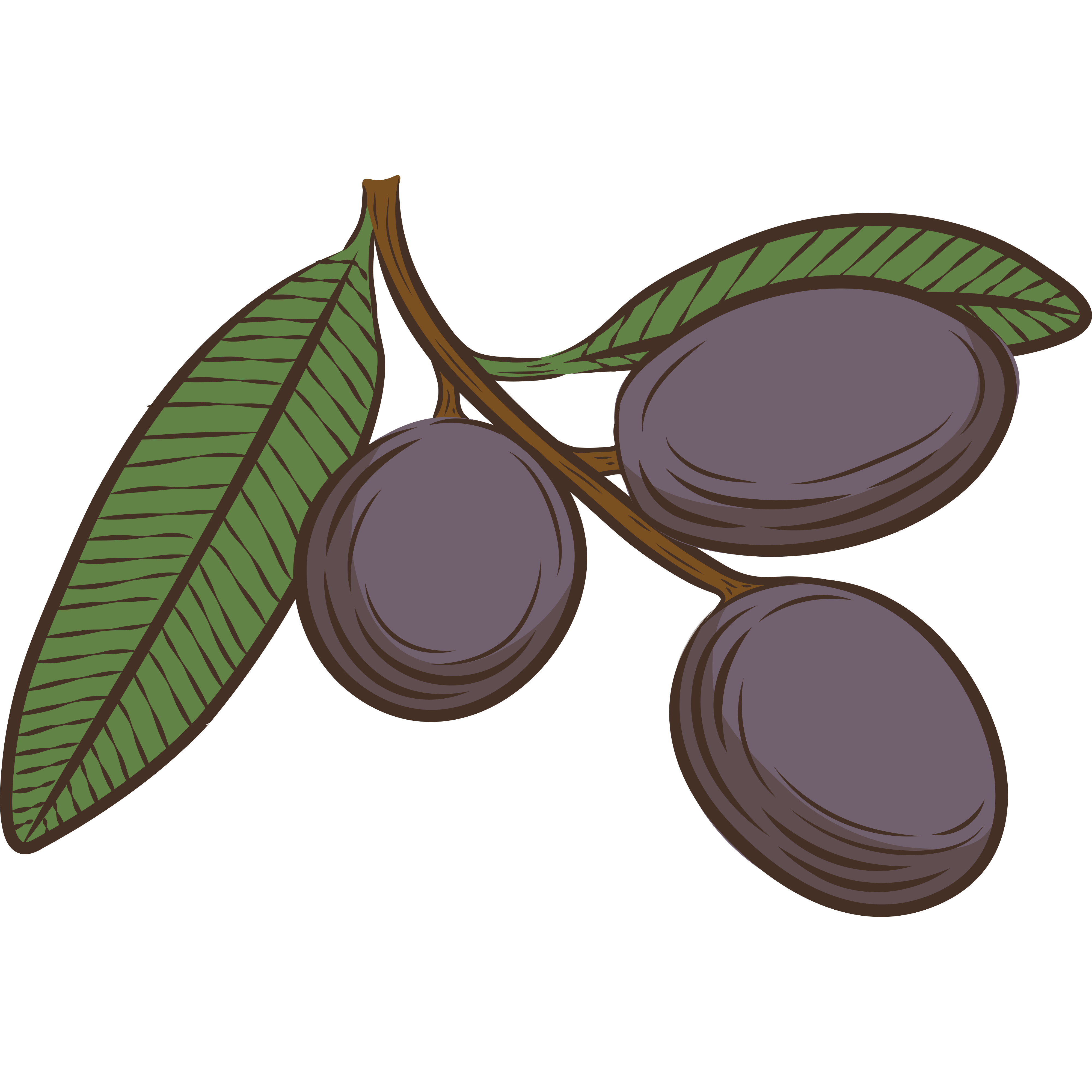 Olive